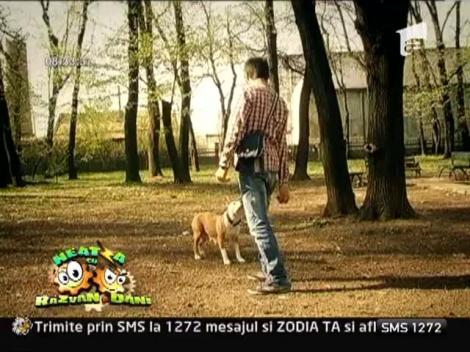 Nu-ti gasesti serviciu? Plimba catelul!