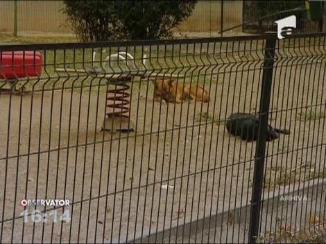 Cadavrul unui nou-nascut, gasit langa spitalul din Targu Carbunesti