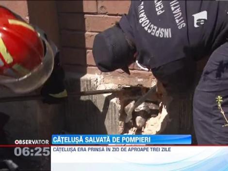 Pompierii prahoveni au salvat o catelusa care era prinsa de trei zile intr-un zi