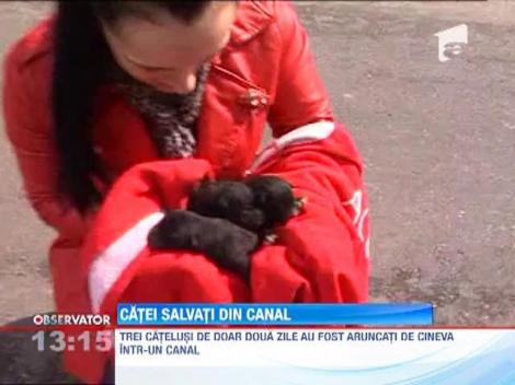 Catelusi salvati din canal
