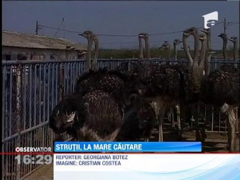 Carnea de strut, la mare cautare