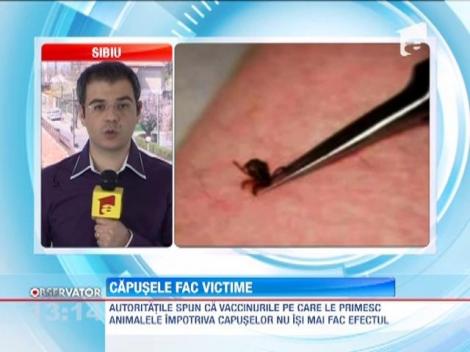 Capusele fac victime in Sibiu