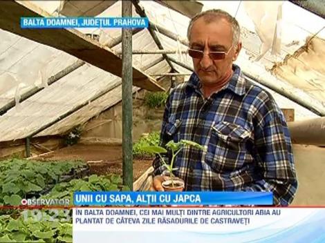 Taranii cu sapa, samsarii cu japca