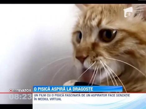 O pisica a devenit vedeta pe internet dupa ce s-a indragostit de un aspirator