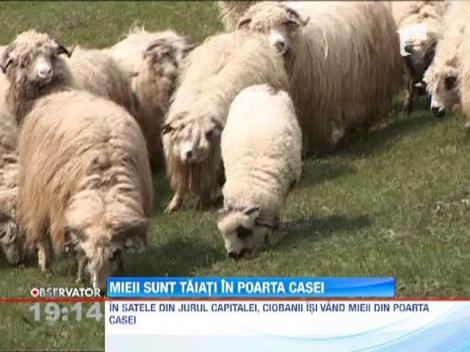Mieii sunt taiati in poarta casei
