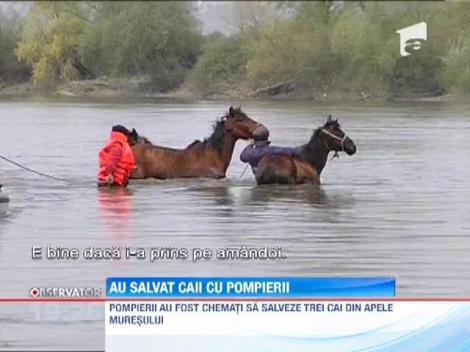 Partida spectaculoasa de pescuit, pe Mures! Pompierii din Deva au fost chemati sa scoata din apa trei cai