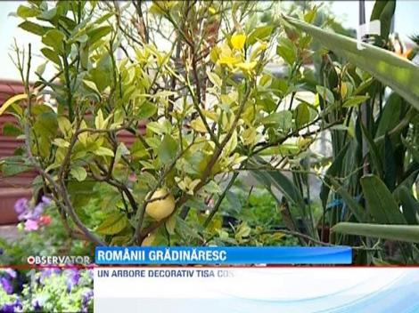 Vremea calda le-a facut romanilor chef de gradinarit