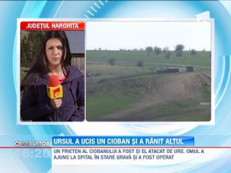 UPDATE/ Unul dintre cei doi ciobani atacati de urs in Harghita a fost gasit mort