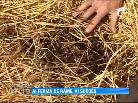 Un harghitean si-a deschis o ferma de rame