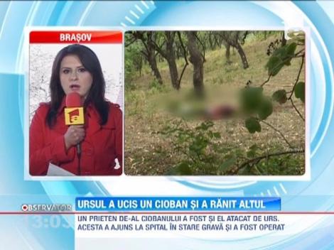 Unul dintre cei doi ciobani atacati de urs in Harghita a fost gasit mort