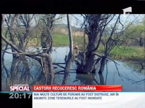 Castorii recuceresc Romania
