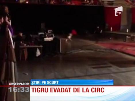 Tigru evadat de la circ