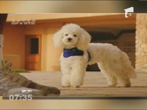 Catelul lui Novak Djokovic