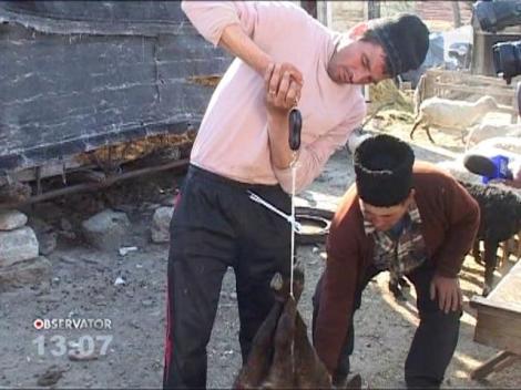 Ciobani inselati la cantar