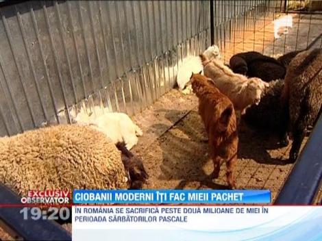 Ciobanii moderni iti fac mieii pachet