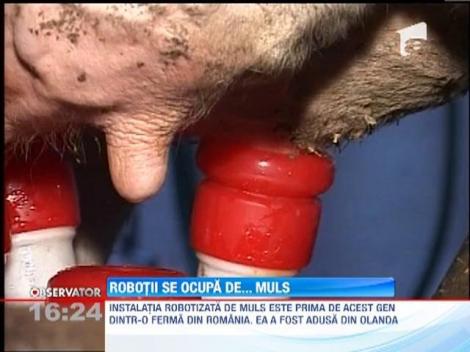 Brasov: Prima instalatie robotizata de muls vaci