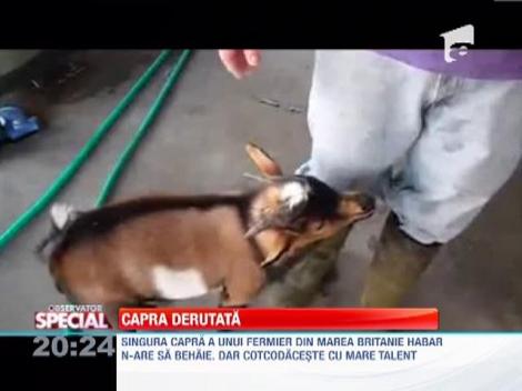 O capra din Marea Britanie cotcodaceste!