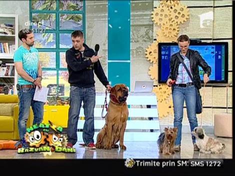 Caini si rase canine