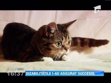 Cea mai simpatica felina din lumea