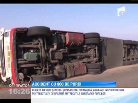 Accident in Suceava: Un TIR cu 900 de porci s-a rastrurnat pe drum