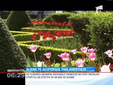 Stupi cu 60.000 de albine, pe acoperisul Parlamentul francez