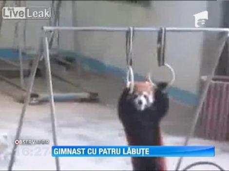 Exercitiu exceptional de forta, marca "panda rosu"