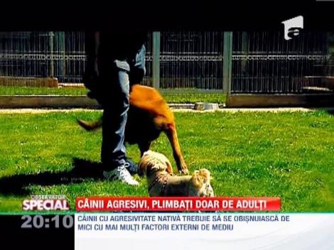 Regulamentul de detinere a cainilor periculosi si agresivi