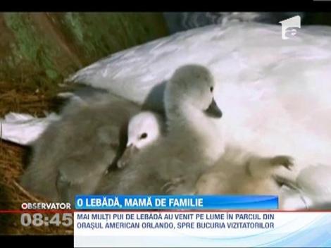 Cativa pui de lebaba fac senzatie intr-un parc din orasul american Orlando