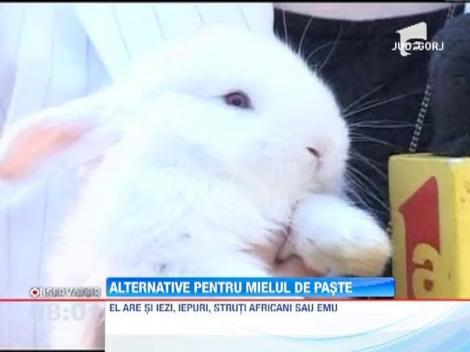 Iepurii giganti si iezii, alternative pentru mielul de paste