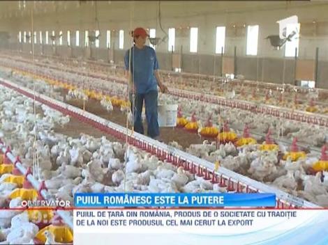 Puiul de tara va fi lansat in curand pe piata din Romania