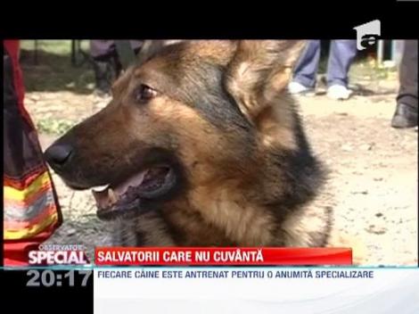 Cei mai eficienti caini din Romania