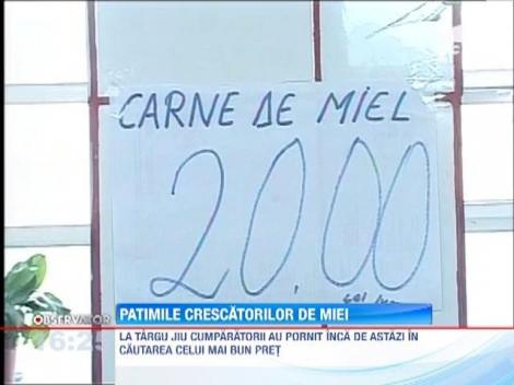 Ciobanii nu scad pretul la miei