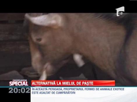 Mielul camerunez, ultima fita de Paste!