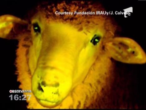 Cercetatorii din Uruguay au creat oile fosforescente