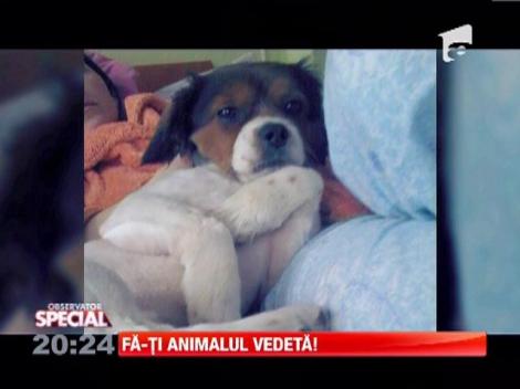 Fa-ti animalul vedeta!