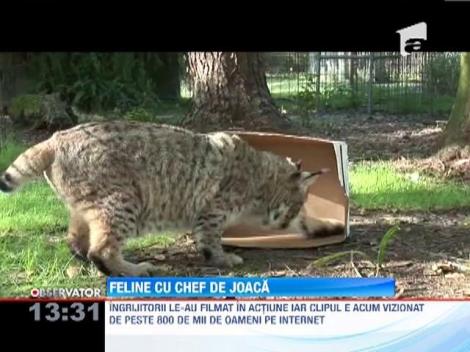 VIRAL! Toate felinele iubesc cutiile de carton