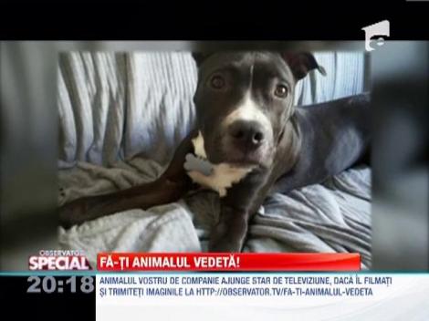 Fa-ti animalul vedeta! Terro, un pitbull dresat impecabil