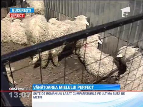 Romanii au pornit la "vanatoarea" mielului perfect