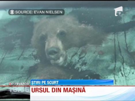 S-a trezit cu un urs in masina!