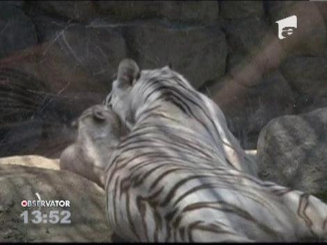 4 pui de tigru alb fac senzatie la o gradina zoologica din Japonia