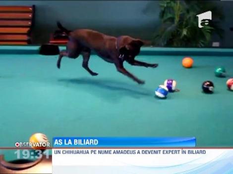 Un chihuahua, as la biliard