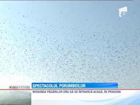 Spectacol cu porumbei