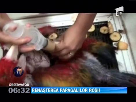 O specie viu colorata de papagali din Mexic, salvata printr-un program de reproducere in captivitate