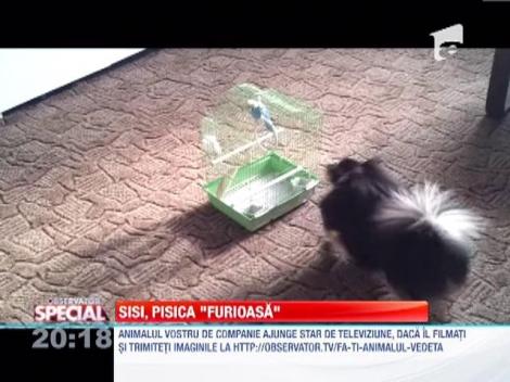 Sisi, "pisica" furioasa