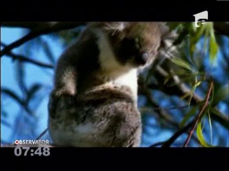 Un australian a creat o rezervatie pentru koala din fonduri proprii