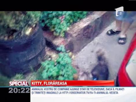 Observator Special | Ea este Kitty, pisica florareasa!