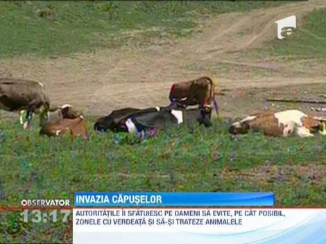 Zeci de Sibieni, muscati de capuse