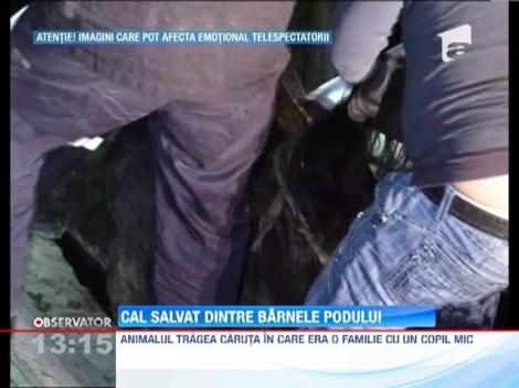 IMAGINI SOCANTE! / Cal salvat dintre barnele podului