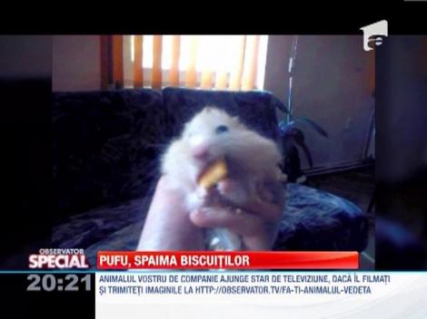 Soricelul Pufu, spaima biscuitilor