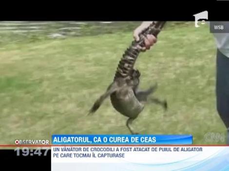 Vanator de crocodil, muscat de un pui de aligator